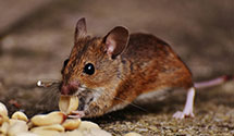 24 Hour & Emergency Exterminators in Wessingtn Spg, SD
